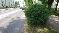 ul. 700 lecia - przycięcie krzewów wrastających w chodnik i jezdnię